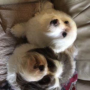 Meet your Posher, Frank